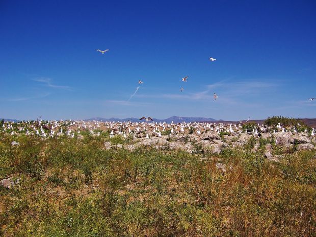 Birds